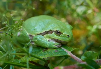 European tree frog on a green leaf