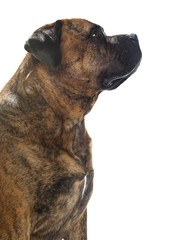 bull mastiff