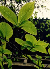 drop of water on young leaves