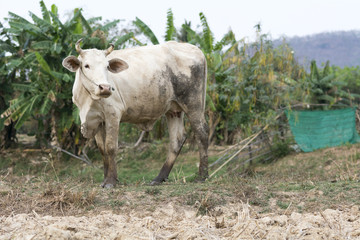 white cow stand on dry country field