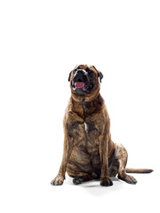 Obraz premium attentative dog