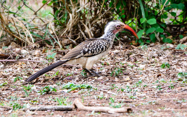 Red Billed Hornbill on the ground
