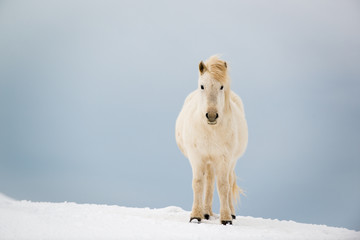 Fototapeta na wymiar Icelandic horse on the snow in winter, Iceland