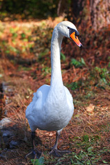 White swan standing on the ground.
