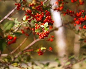 Natural vibrant background, red rowan close up.