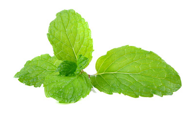 Mint leave on white background