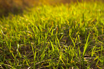 Green grass closeup.