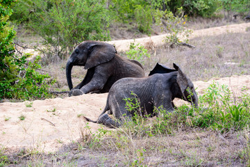 Fototapeta premium Two resting African elephant calves