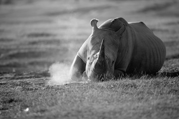 Fototapeta premium Rinoceronte accaldato