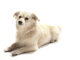Obraz premium american eskimo