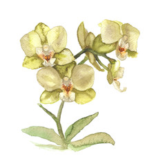  illustration of white orchid