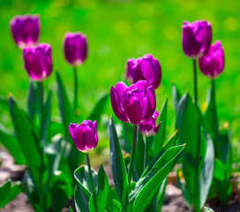 Fresh and vibrant tulip flowers.