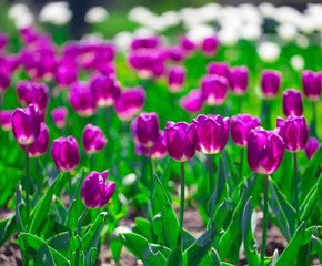 Fresh and vibrant tulip flowers.