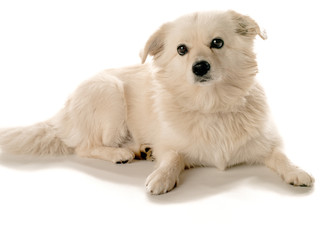 american eskimo face