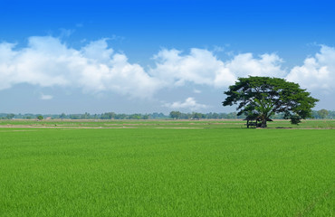 Field trees and blue sky