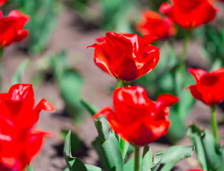 Vibrant red tulips, fresh spring flowerbed.