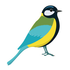 Tomtit bird vector illustration. Titmouse.