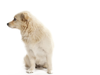 Obraz premium side shot of a dog