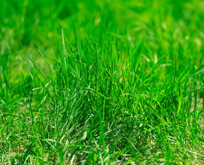 Fresh vibrant spring grass.