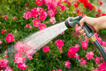 Watering garden flowers using hose 