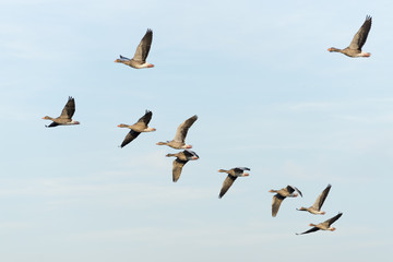 Graugänse im Flug