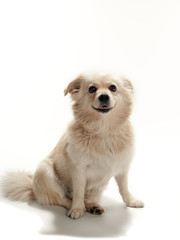 Obraz premium domestic dog