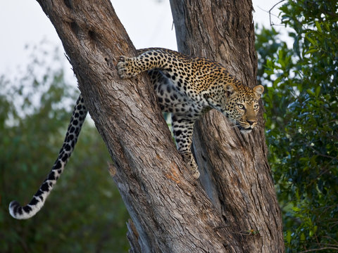 Leopardo in caccia
