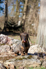 Dackel mit Zunge draußen