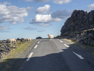 Schafe unterwegs/mehrere Schafe queren eine einsame Strasse in der arktischen Zone