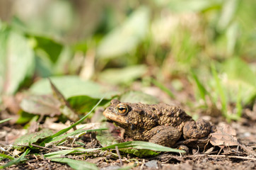 Toad in forest