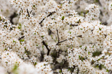 Cherry blossom in daylight