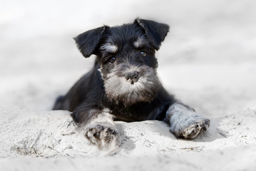 adorable black schnauzer puppy lying down