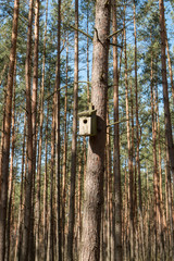 Shed for birds in the forest