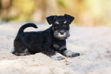 miniature schnauzer puppy outdoors