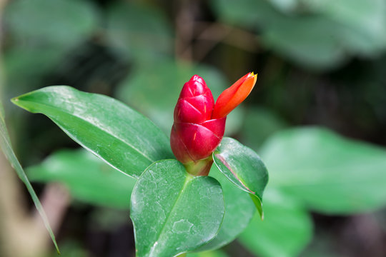 Heliconia.