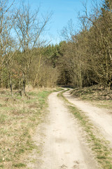 The path through the woods