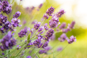 Lavender Flowers, close-up.