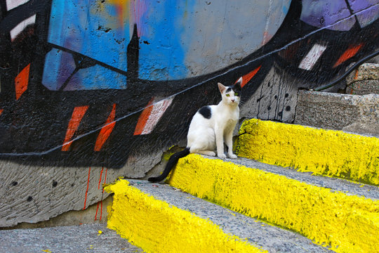 Cute Cat in Paris, France,