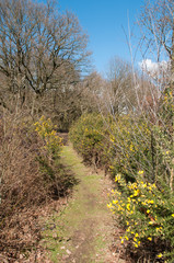 Fototapeta na wymiar Grassy pathway
