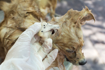 many brown dog ticks on dog ear