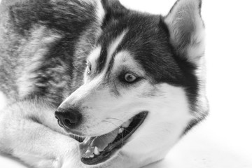 close-up shot of a dog.
