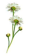 daisies summer white flower isolated on white background.