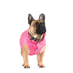 French bulldog portrait