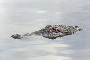 Submerged Gator