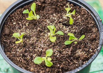 Potted On Petunias