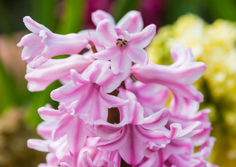 Lilac Hyacinth