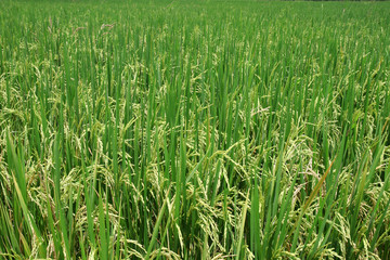 Green rice paddy