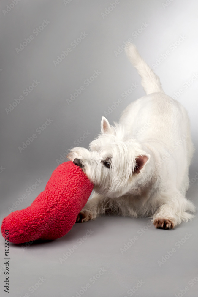 Wall mural white puppy