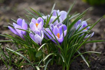 Crocus flowers close-up