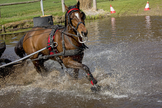 Galopperen door de waterbak.